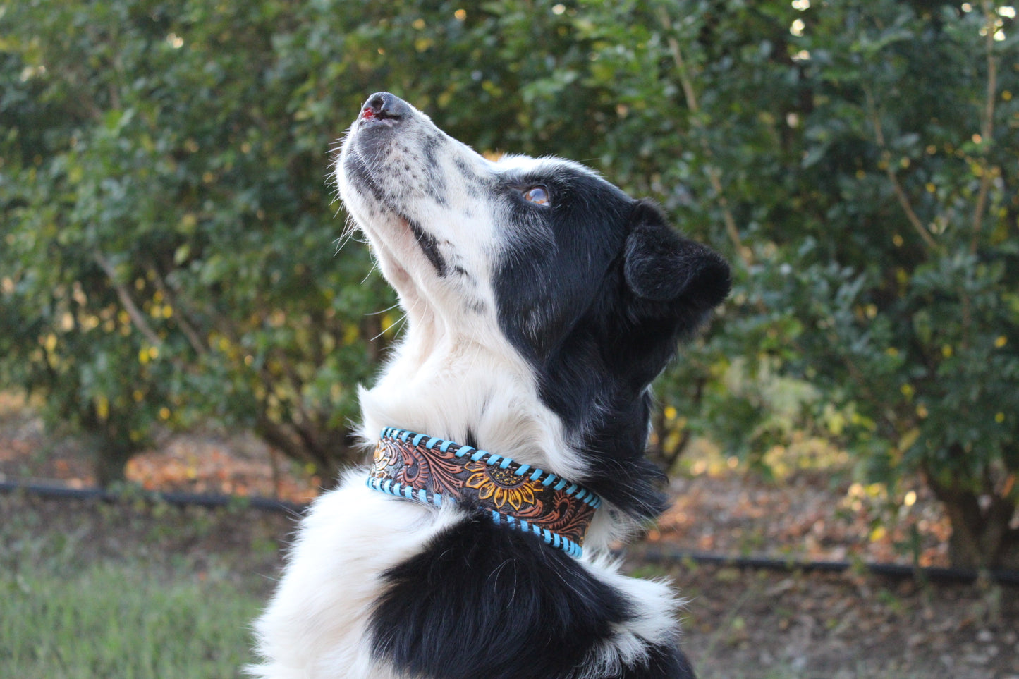 Wildflower Ridge Dog Collar-Blue edition