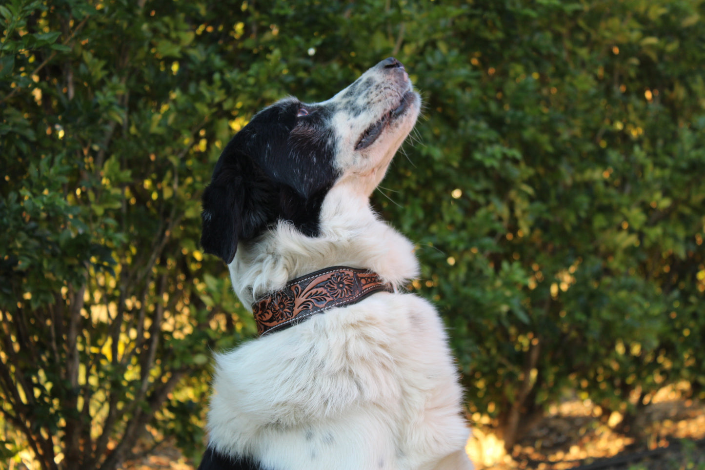 Classic Carve Tooled Dog Collar