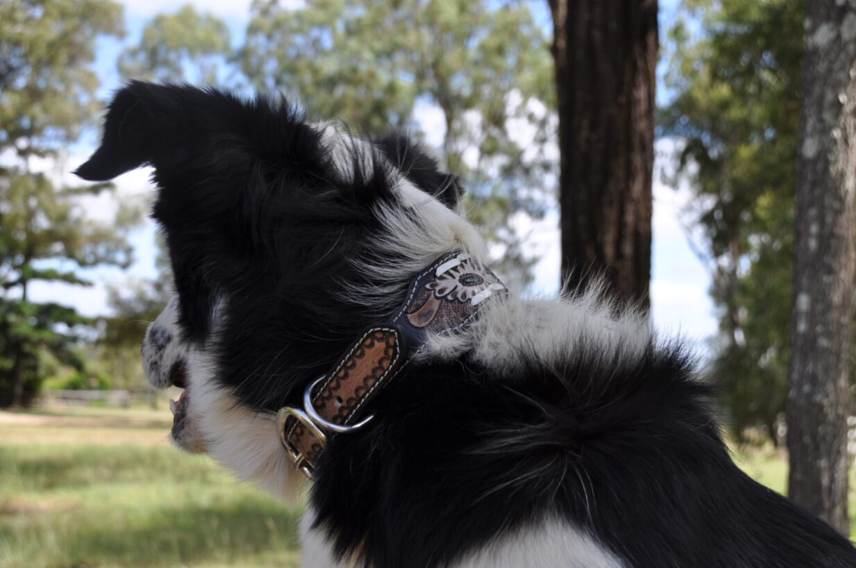 Silver Blossom Dog Collar