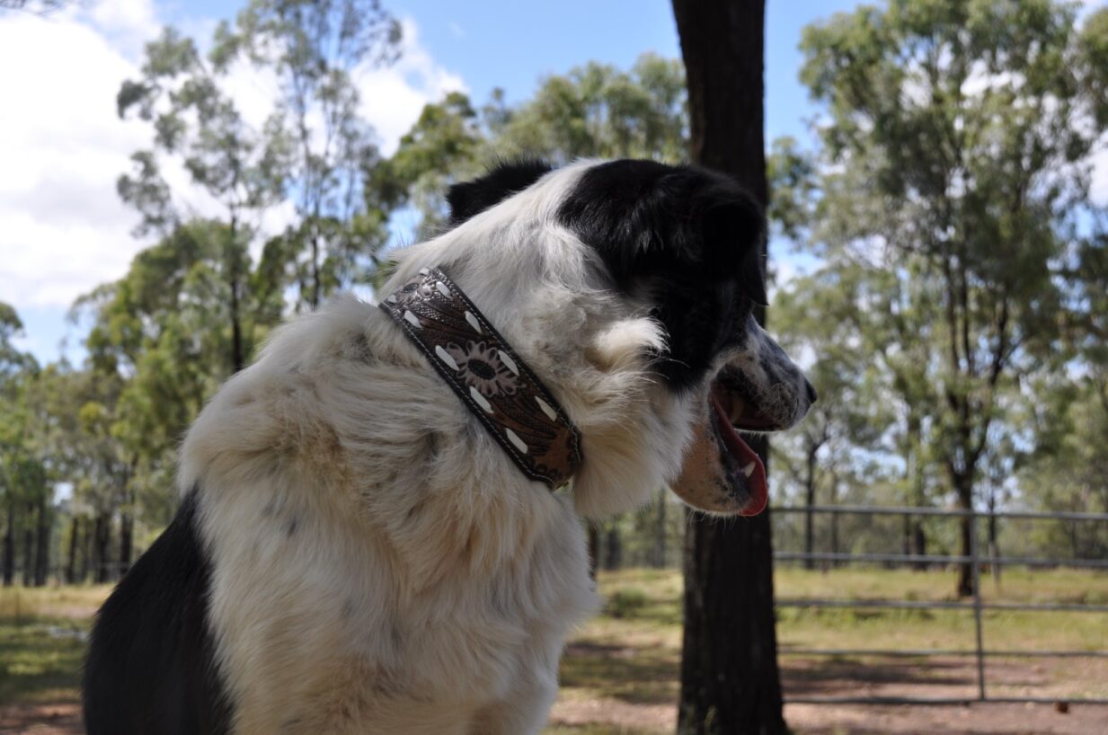 Silver Blossom Dog Collar