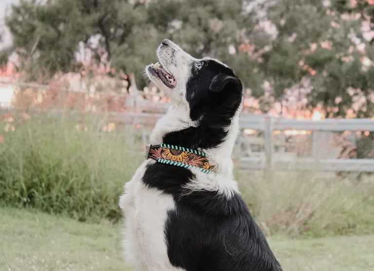 Wildflower Ridge Dog Collar