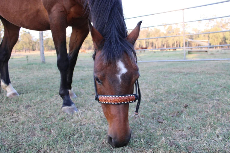 Halter-Lasso Springs